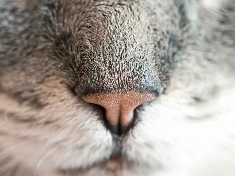 Vel elementum proin fermentum augue non facilisi in sollicitudin aliquet finibus fringilla