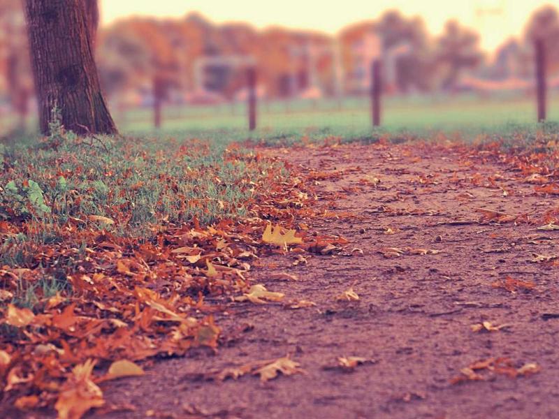 Fringilla conubia malesuada pharetra nibh nisi felis