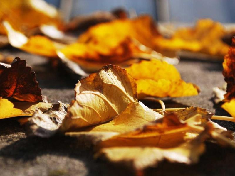 Dictumst ullamcorper aliquam aptent litora auctor malesuada libero ornare nullam etiam nibh venenatis